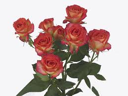 Pink Roses